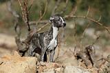 WHIPPET 146